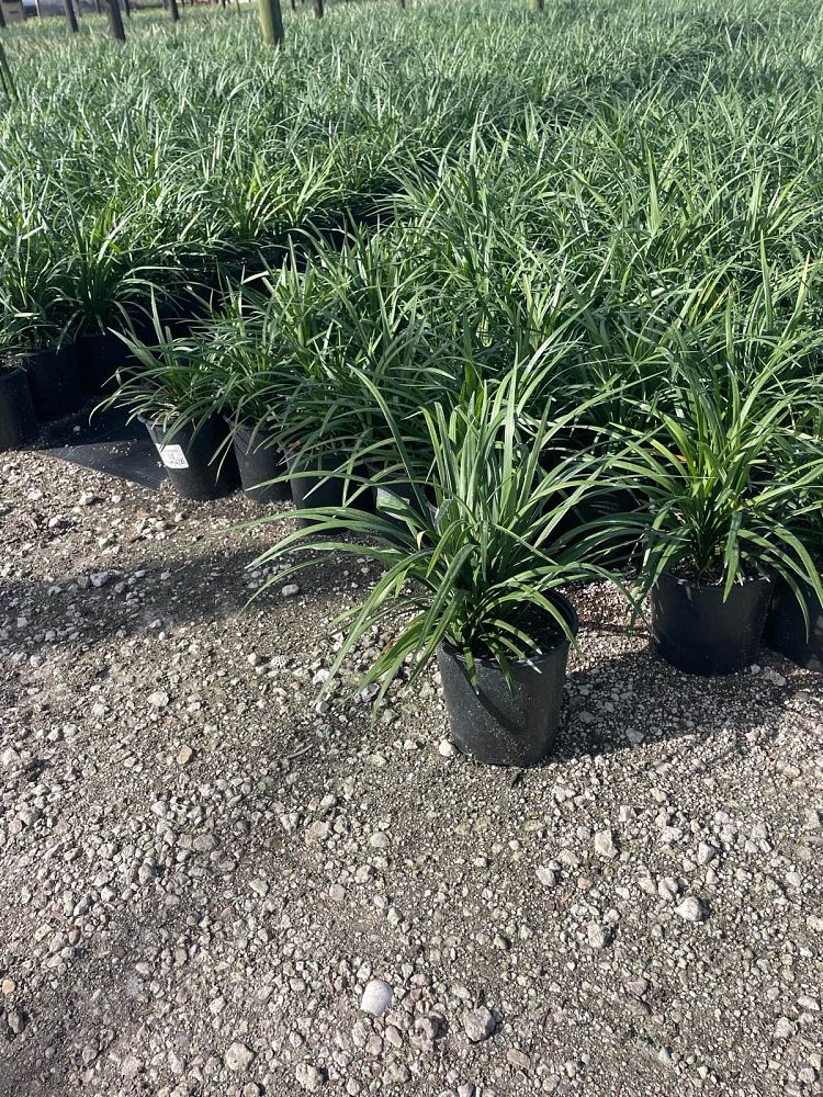 liriope-muscari-super-blue-lilyturf