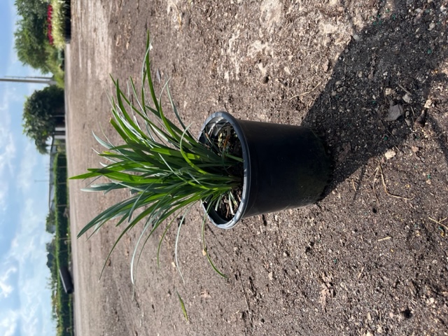 liriope-muscari-super-green-giant-lilyturf