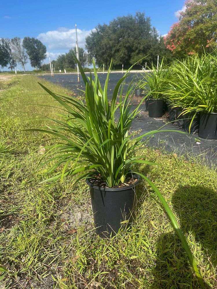 liriope-muscari-super-green-giant-lilyturf