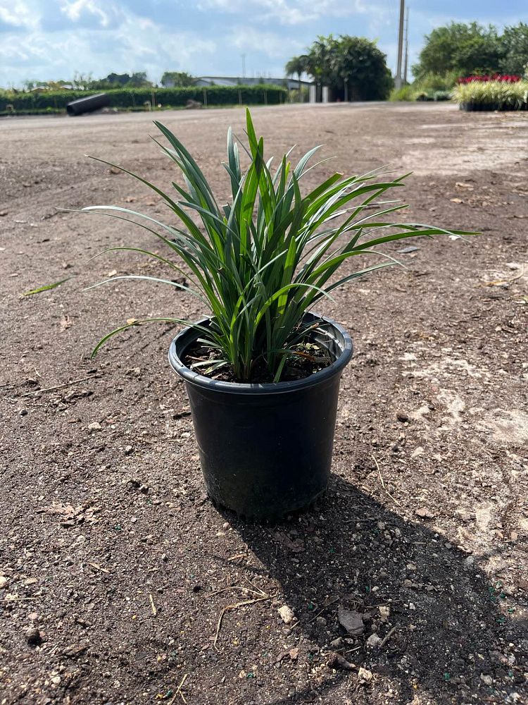 liriope-muscari-super-green-giant-lilyturf