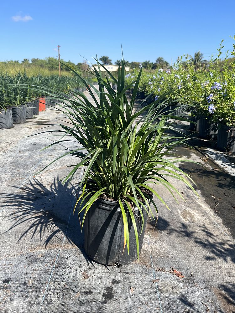 liriope-muscari-super-green-giant-lilyturf