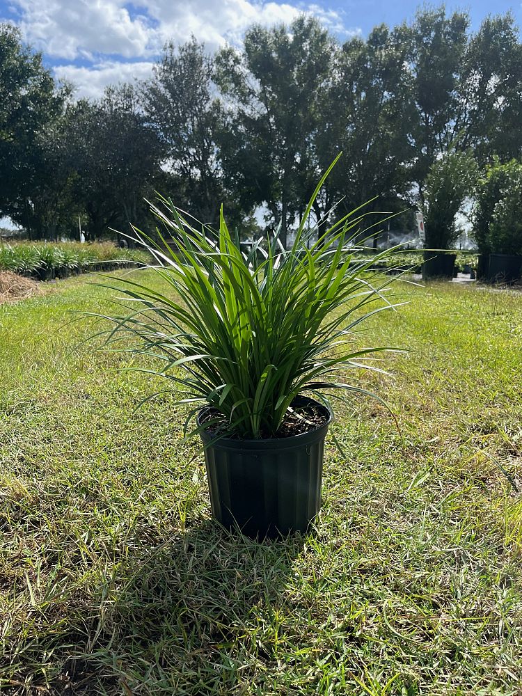 liriope-muscari-super-green-giant-lilyturf