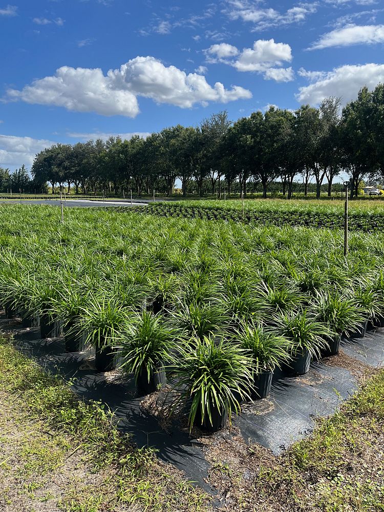 liriope-muscari-super-green-giant-lilyturf