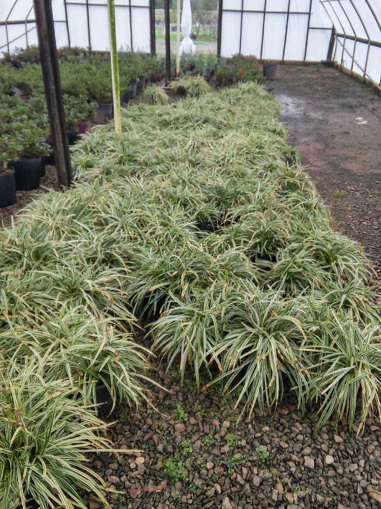 liriope-muscari-variegata-lilyturf