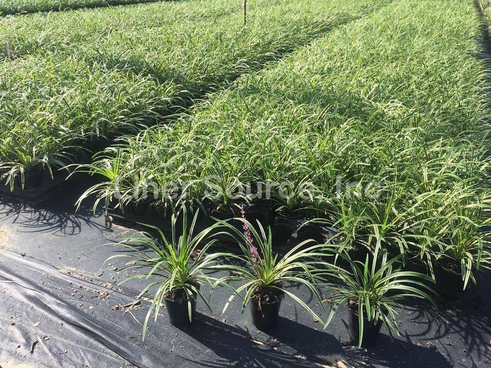 liriope-muscari-variegata-lilyturf