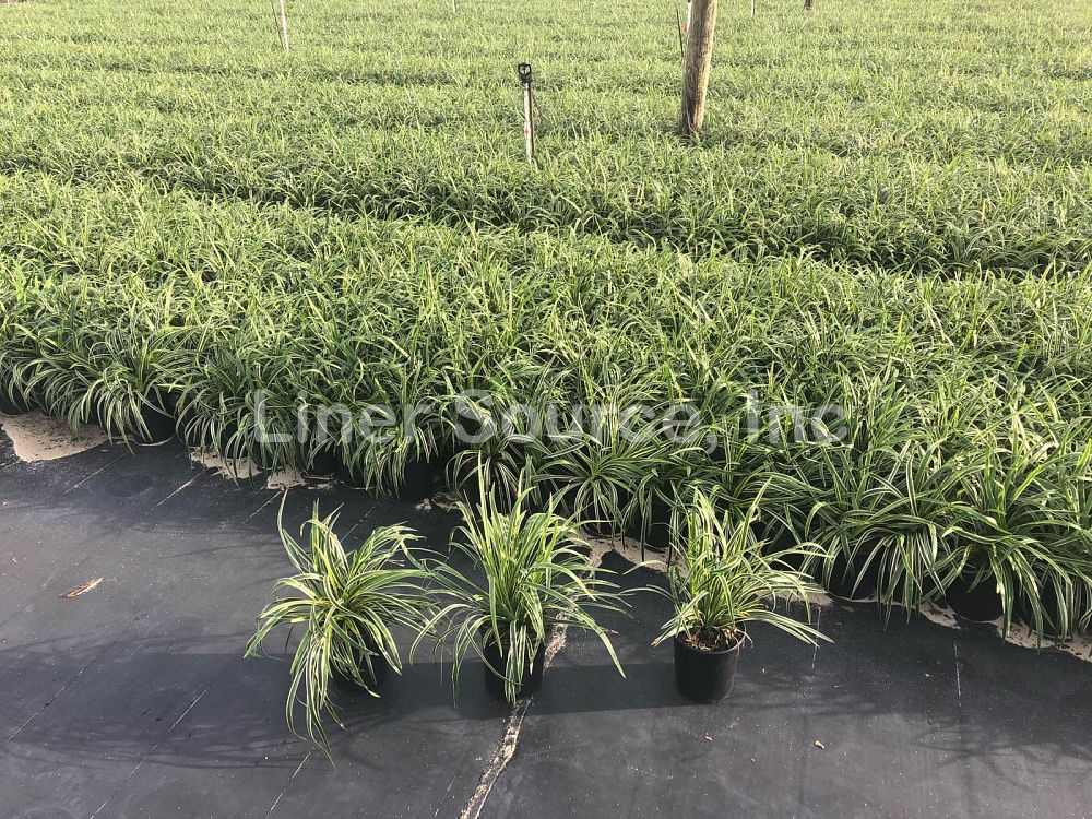 liriope-muscari-variegata-lilyturf