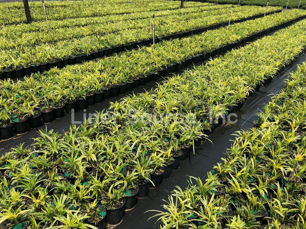 liriope-muscari-variegata-lilyturf