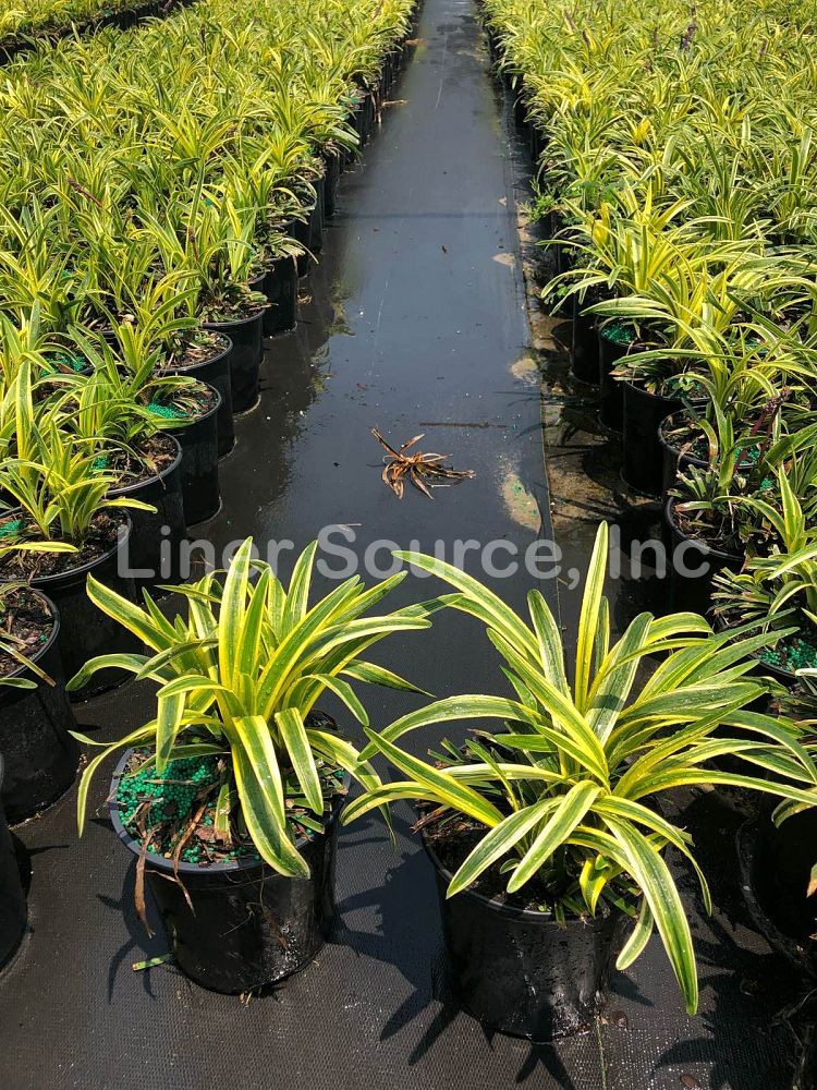 liriope-muscari-variegata-lilyturf