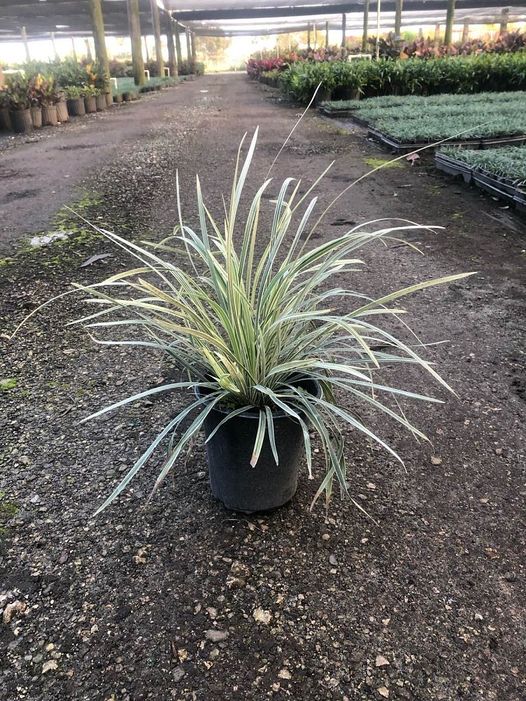 liriope-muscari-variegata-lilyturf