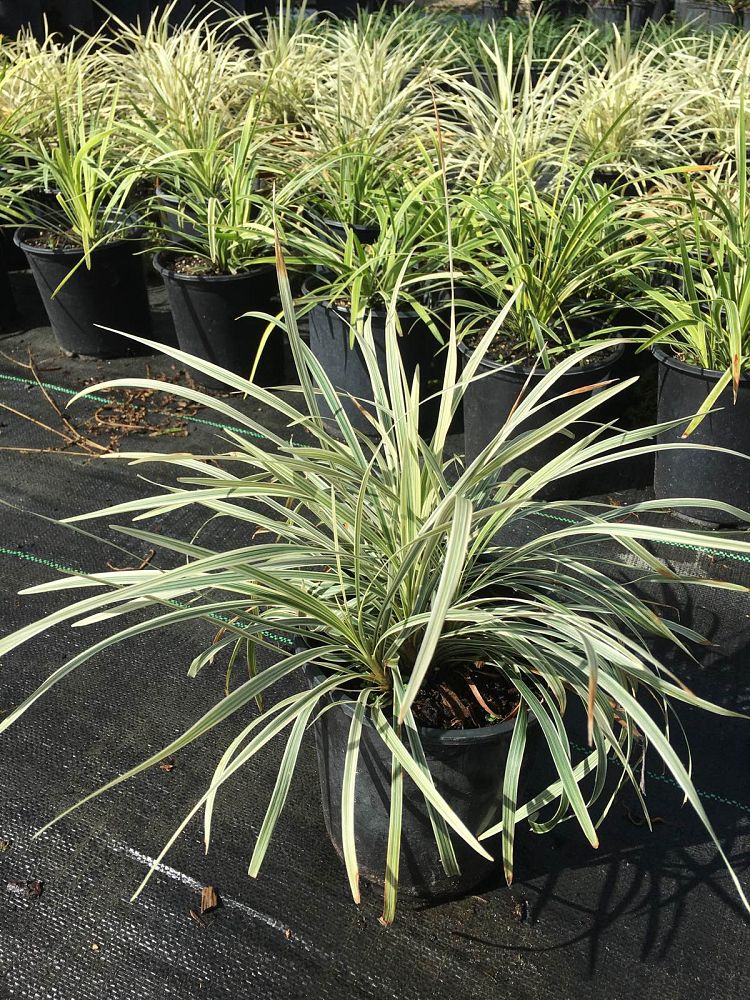 liriope-muscari-variegata-lilyturf