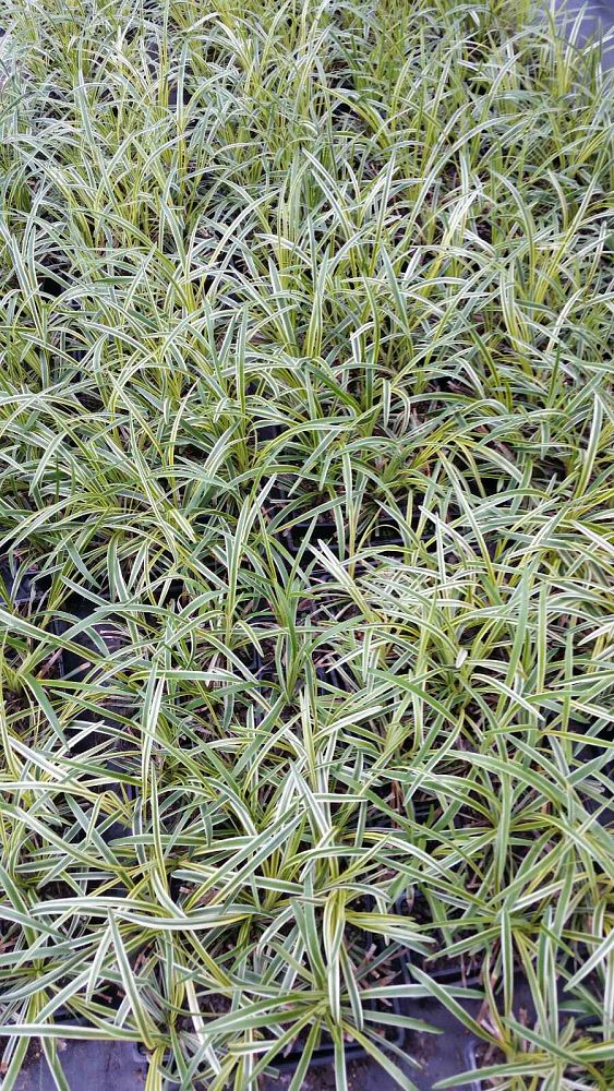 liriope-muscari-variegata-lilyturf