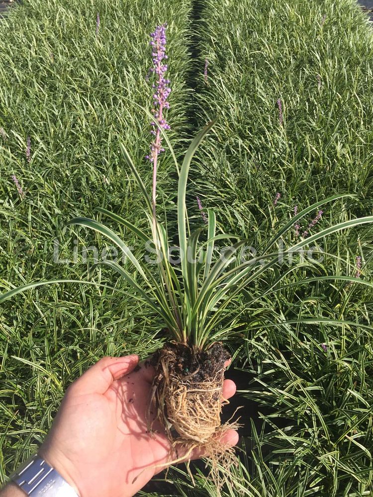 liriope-muscari-variegata-lilyturf