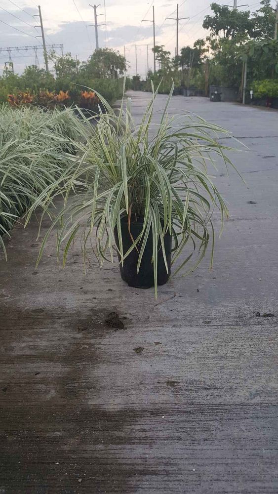 liriope-muscari-variegata-lilyturf