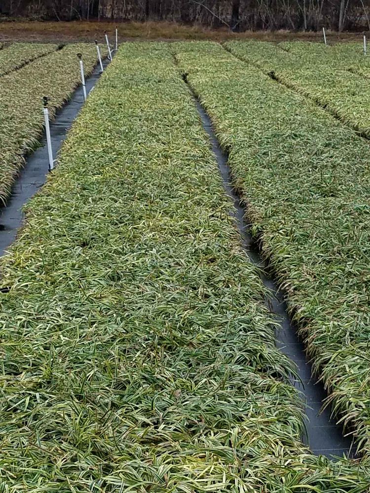 liriope-muscari-variegata-lilyturf