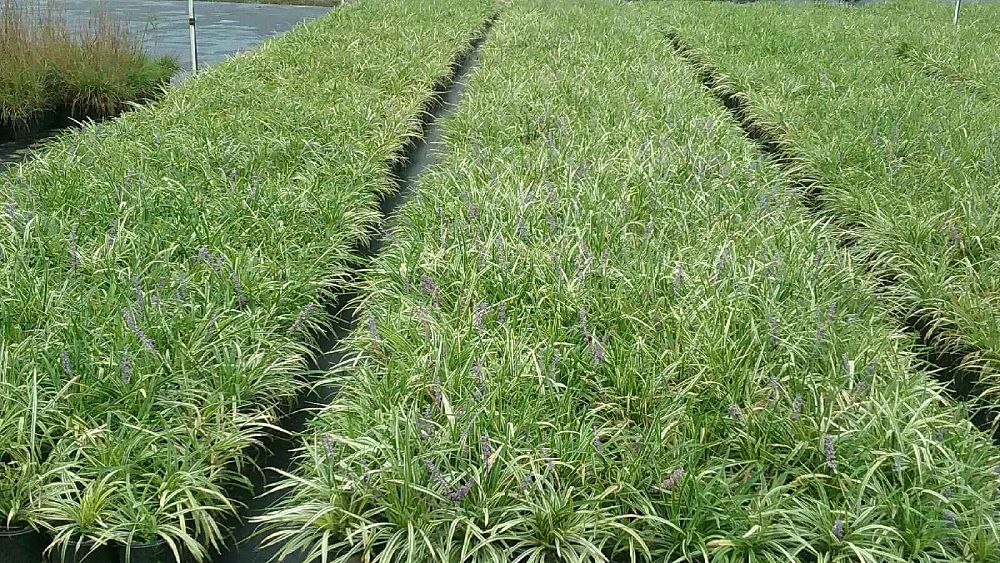liriope-muscari-variegata-lilyturf