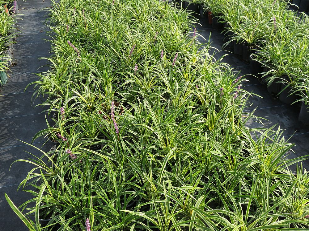 liriope-muscari-variegata-lilyturf
