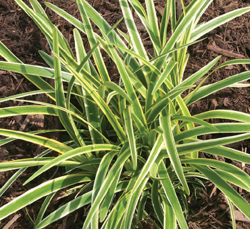 liriope-muscari-variegata-lilyturf