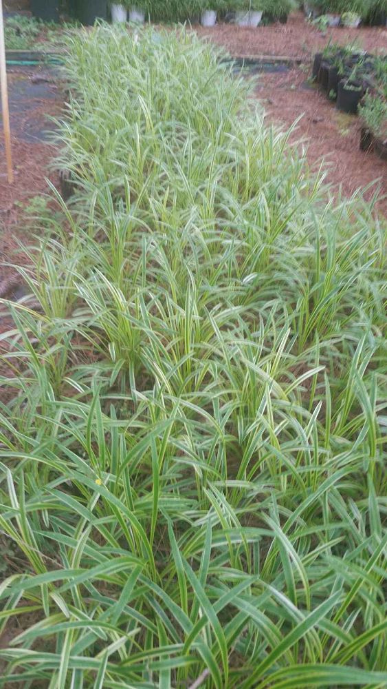 liriope-muscari-variegata-lilyturf