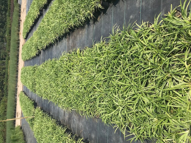 liriope-muscari-variegata-lilyturf