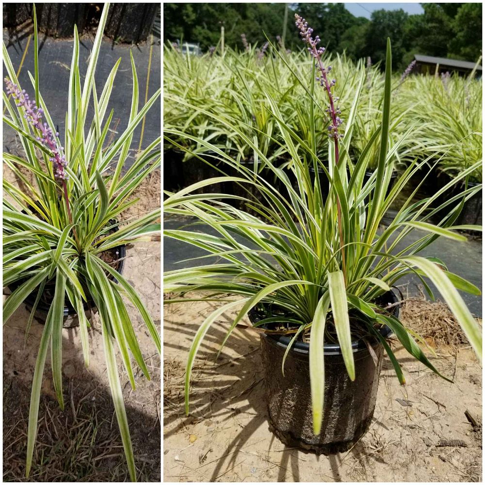 liriope-muscari-variegata-lilyturf