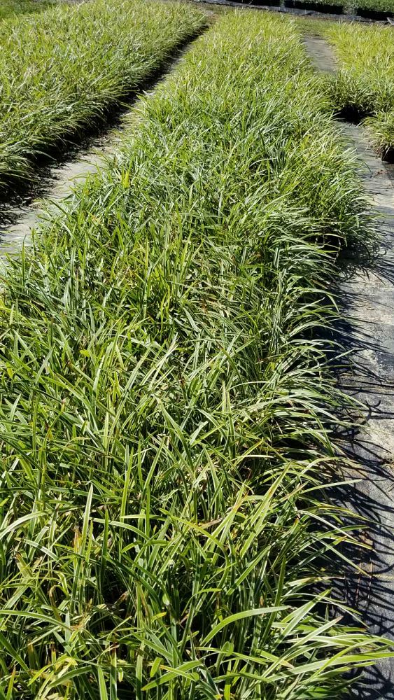 liriope-muscari-variegata-lilyturf