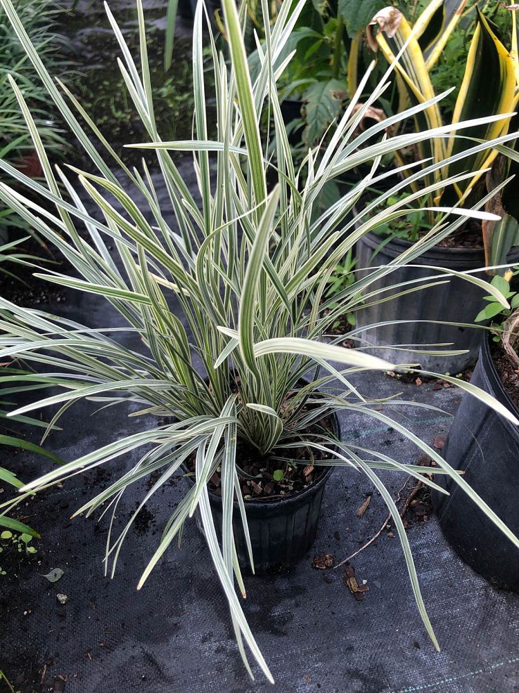 liriope-muscari-variegata-lilyturf
