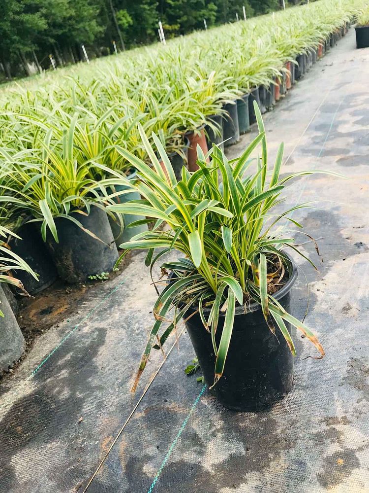 liriope-muscari-variegata-lilyturf