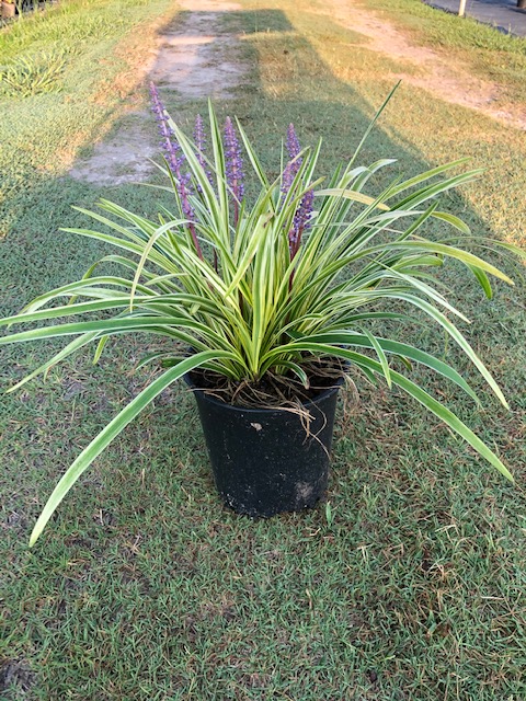 liriope-muscari-variegata-lilyturf