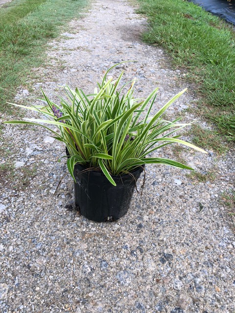 liriope-muscari-variegata-lilyturf
