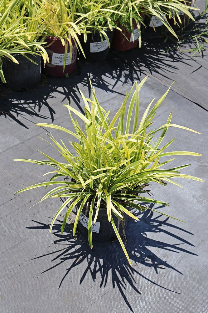 liriope-muscari-variegata-lilyturf