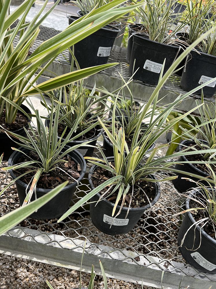 liriope-muscari-variegata-lilyturf