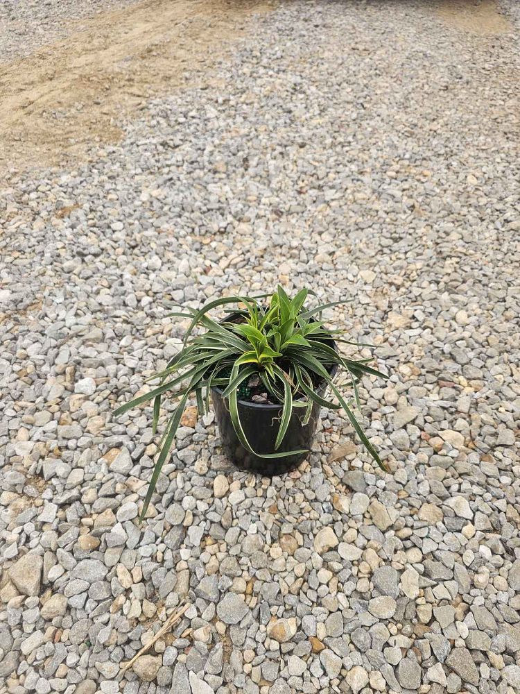 liriope-muscari-variegata-lilyturf