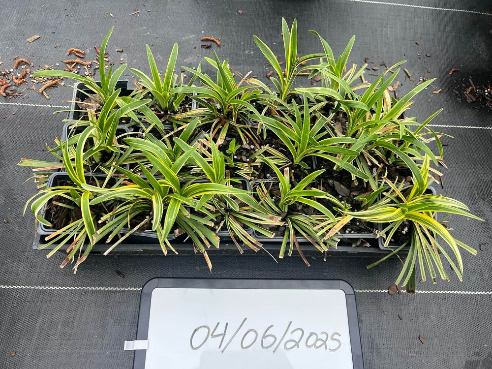 liriope-muscari-variegata-lilyturf
