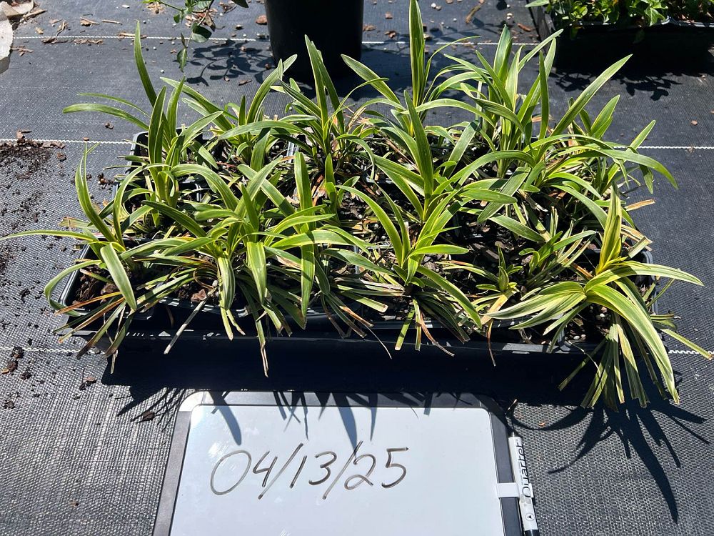 liriope-muscari-variegata-lilyturf