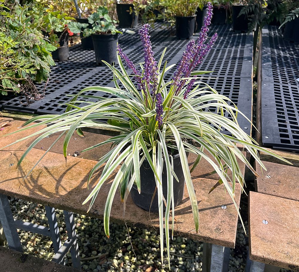 liriope-muscari-variegata-lilyturf