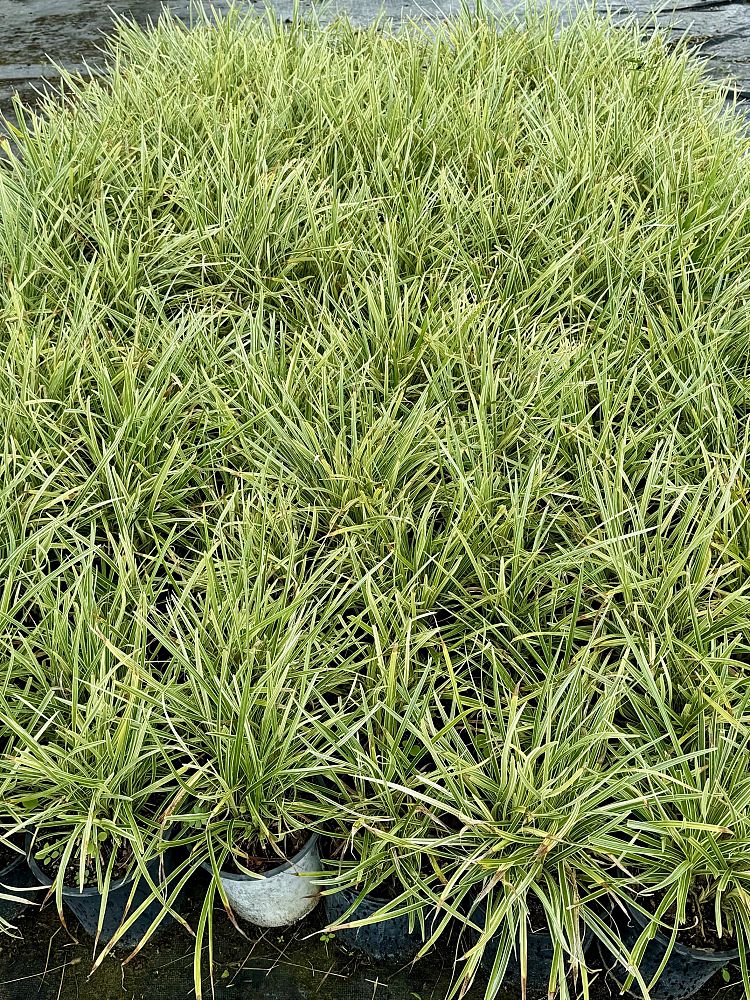 liriope-muscari-variegata-lilyturf