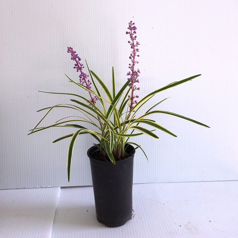 liriope-muscari-variegated-giant-lilyturf