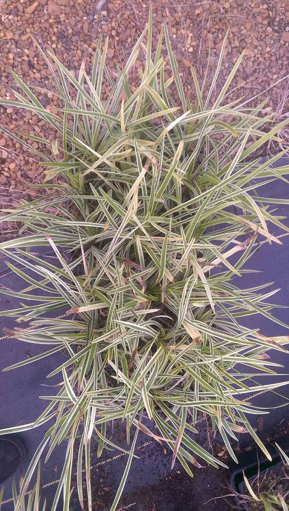 liriope-muscari-variegated-giant-lilyturf