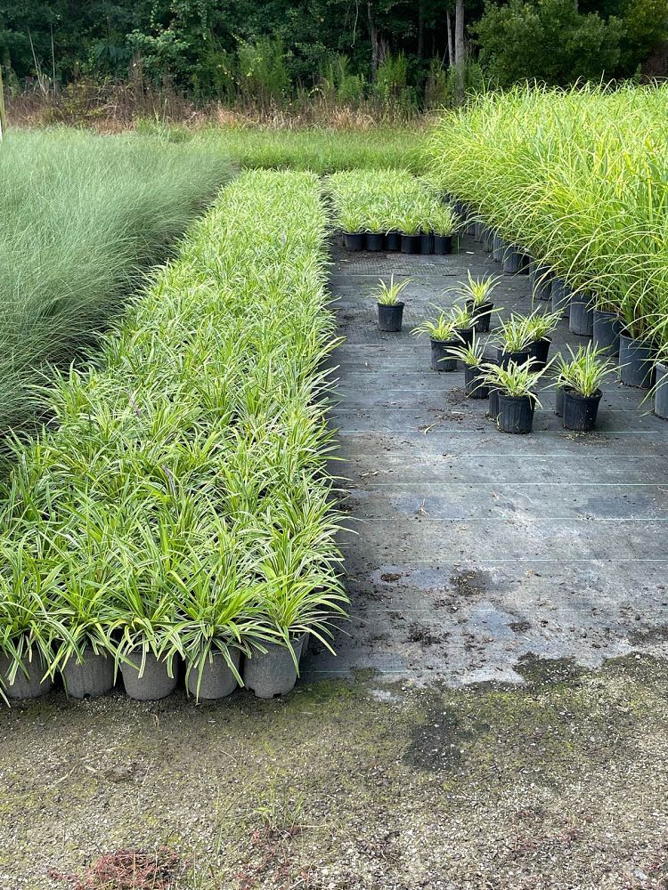 liriope-muscari-variegated-giant-lilyturf