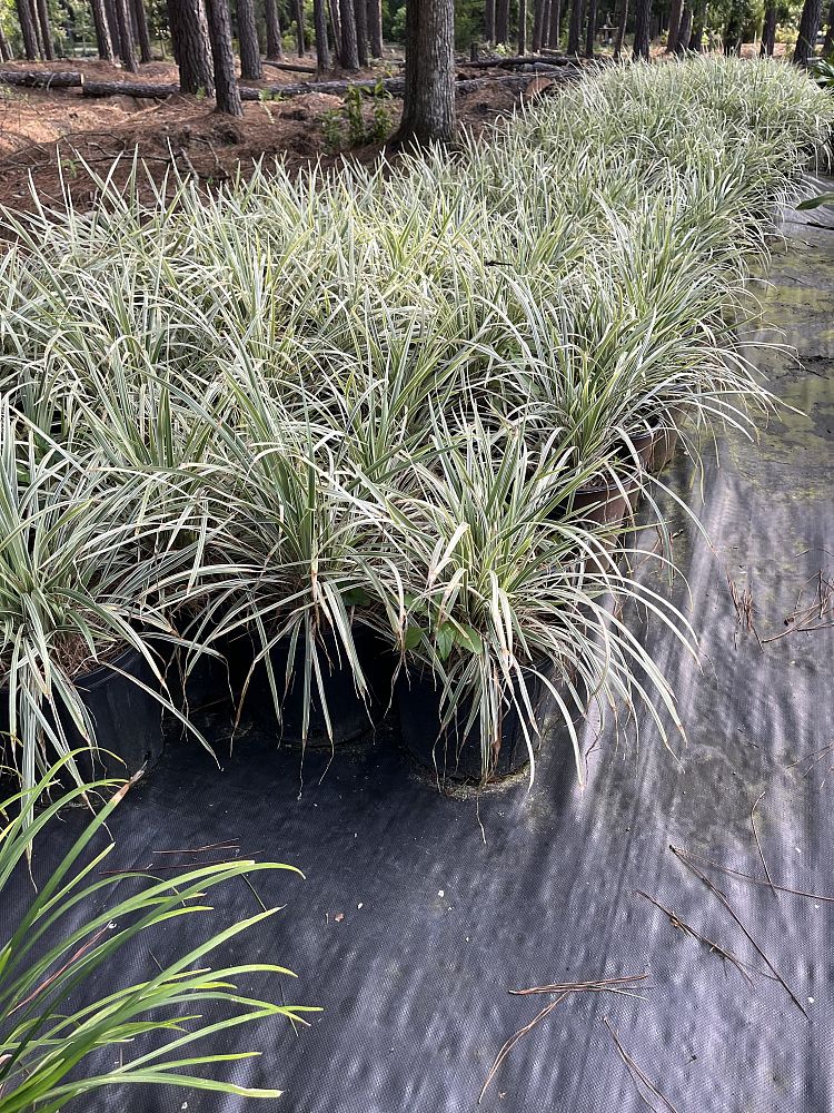 liriope-muscari-variegated-giant-lilyturf