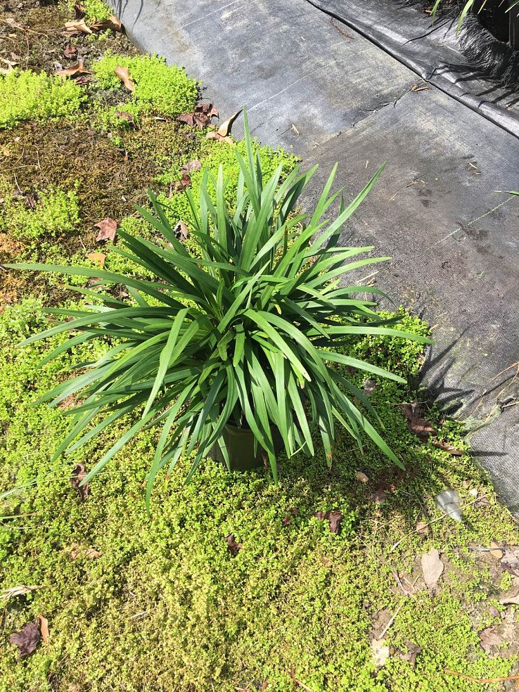 liriope-odom-s-big-blue-lilyturf