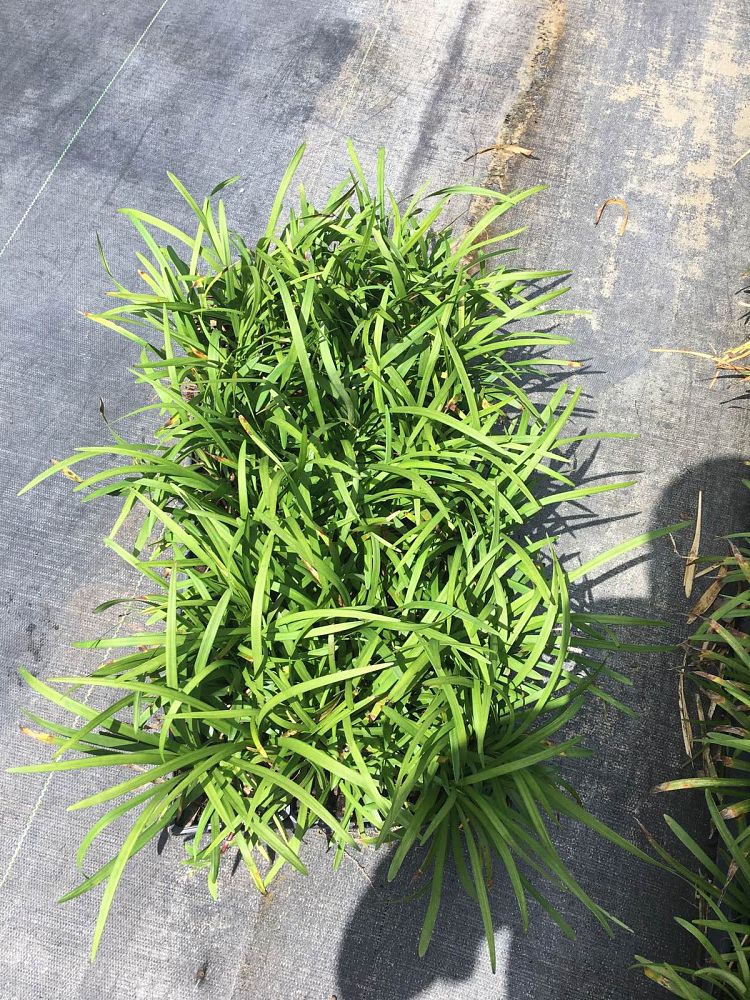 liriope-odom-s-big-blue-lilyturf