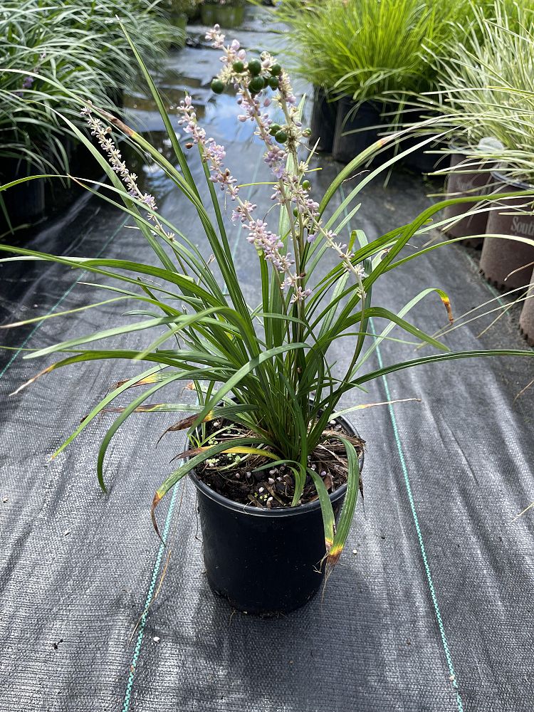 liriope-odom-s-big-blue-lilyturf