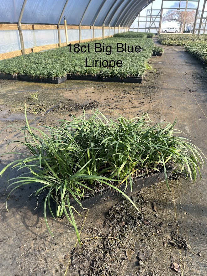 liriope-odom-s-big-blue-lilyturf