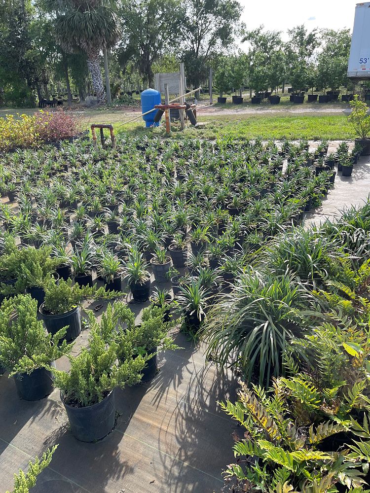 liriope-odom-s-big-blue-lilyturf