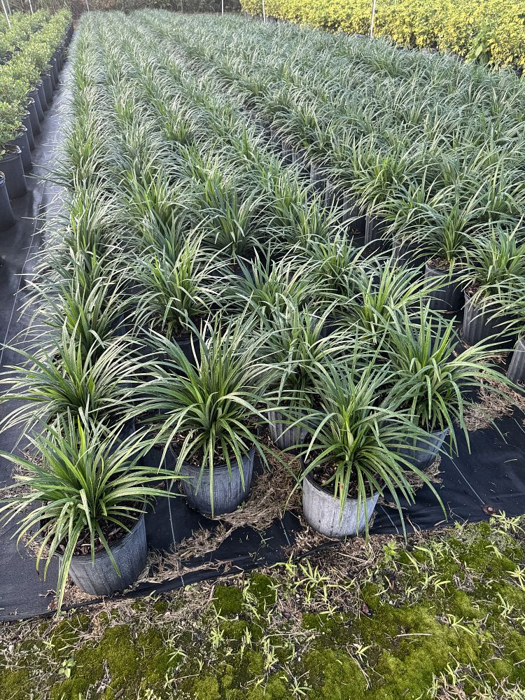 liriope-porcupine-monkey-grass-liriope