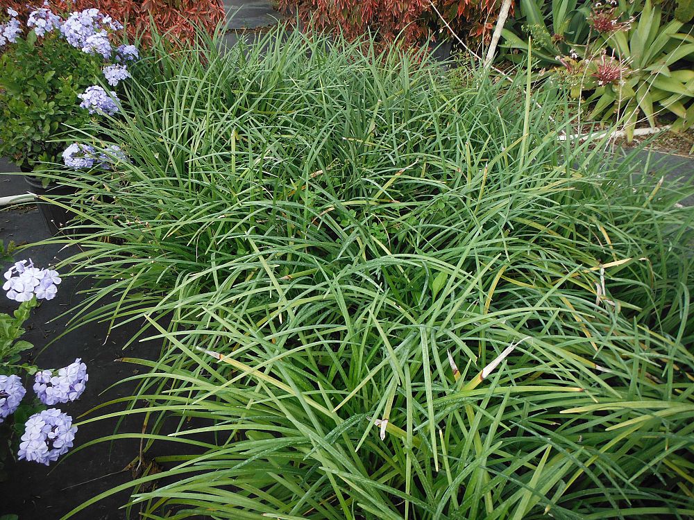 liriope-spicata-creeping-lilyturf