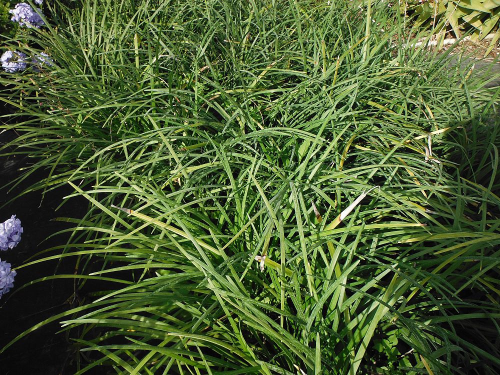 liriope-spicata-creeping-lilyturf