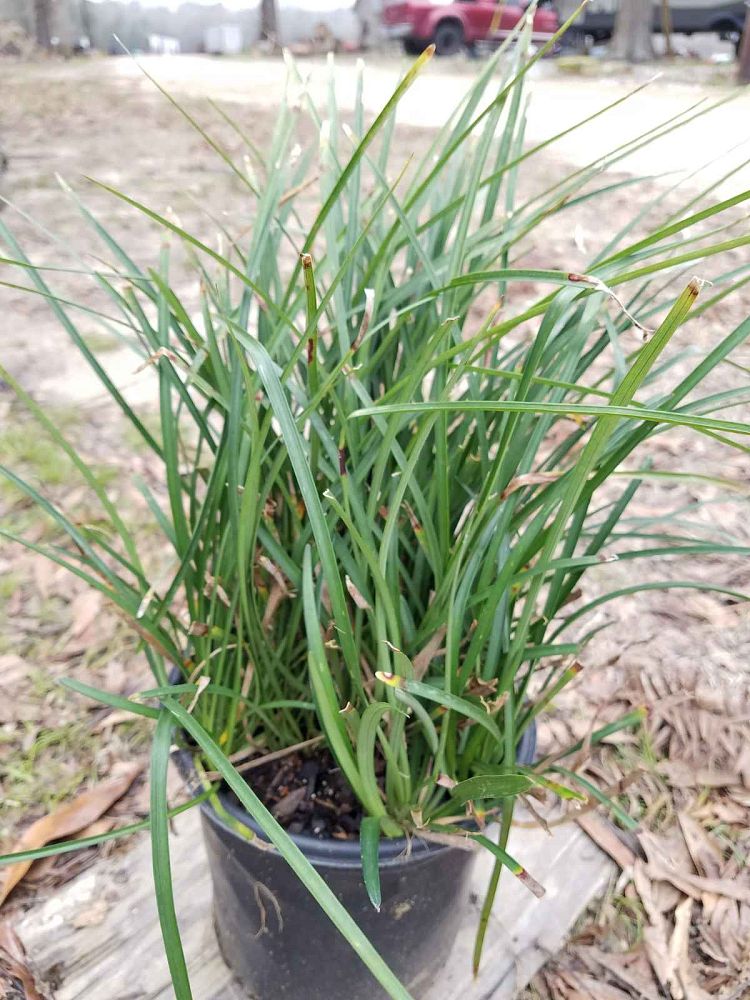 liriope-spicata-creeping-lilyturf