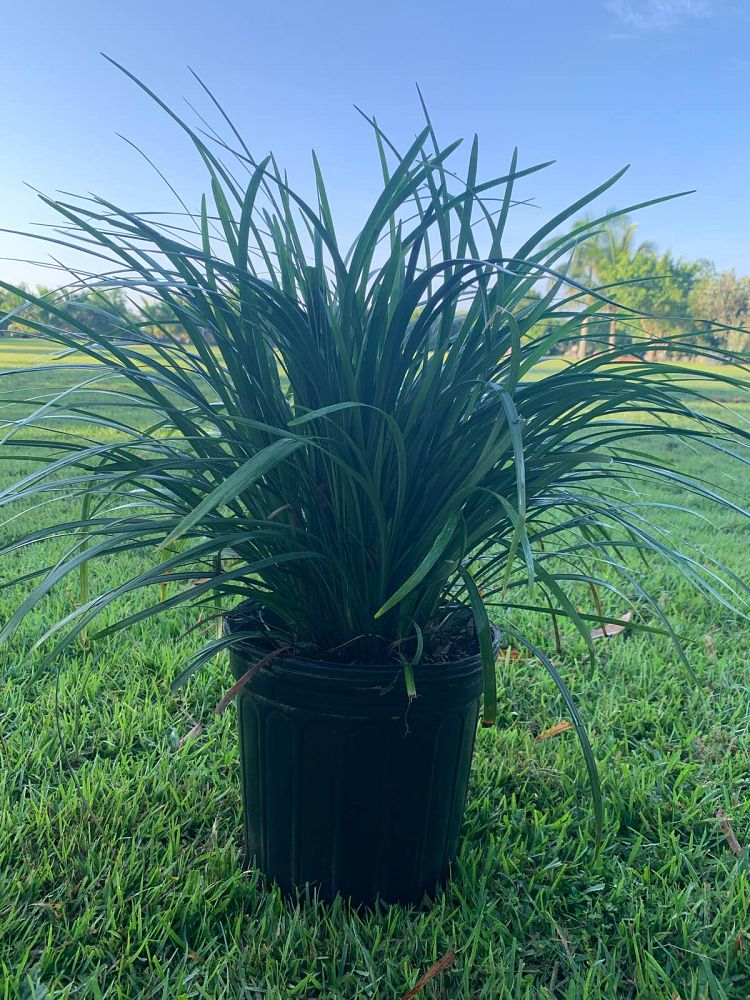 liriope-spicata-creeping-lilyturf